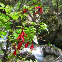 Red flowers on the way to the campground Campamento Zapata